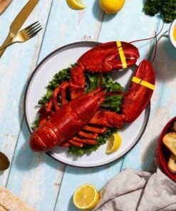 1.75 lb Live Maine Lobster